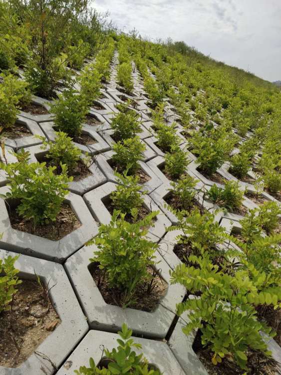 白城高鐵綠化工程施工 構筑生態廊道，提升城市景觀